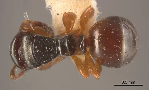 Stigmacros anthracina specimen ANTWEB1008327 image antweb1008327_1
