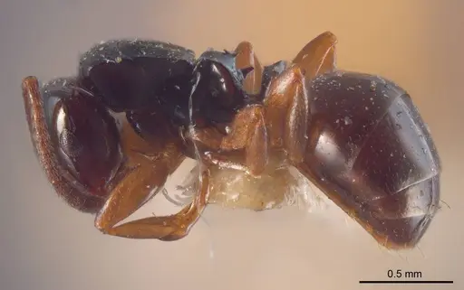 Stigmacros anthracina specimen ANTWEB1008327 image antweb1008327_2
