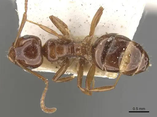 Stigmacros australis specimen CASENT0909933 image casent0909933_1