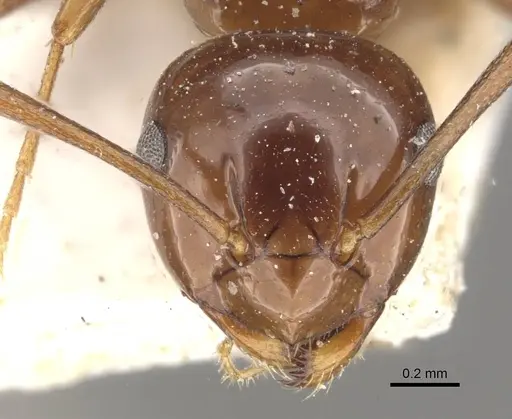 Stigmacros australis specimen CASENT0909933 image casent0909933_2
