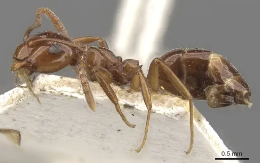 Stigmacros australis specimen CASENT0909933 image casent0909933_3