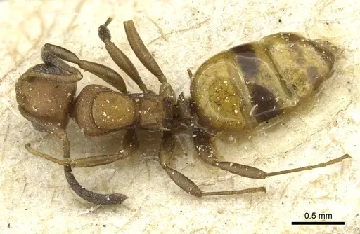 Stigmacros barretti specimen CASENT0912434 image casent0912434_1