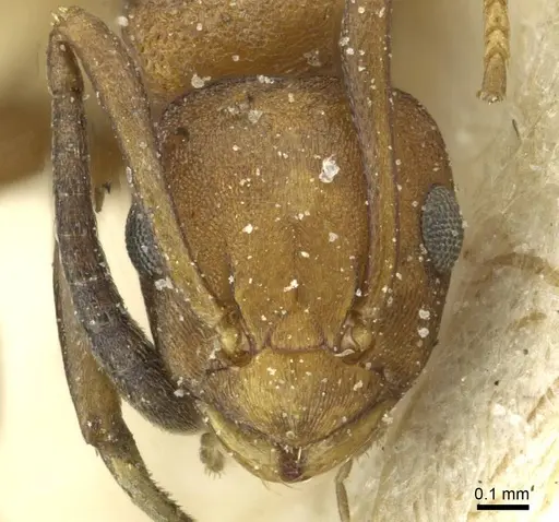 Stigmacros barretti specimen CASENT0912434 image casent0912434_2