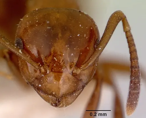 Stigmacros bosii specimen CASENT0172158 image casent0172158_2