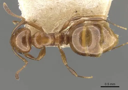 Stigmacros bosii specimen CASENT0909934 image casent0909934_1