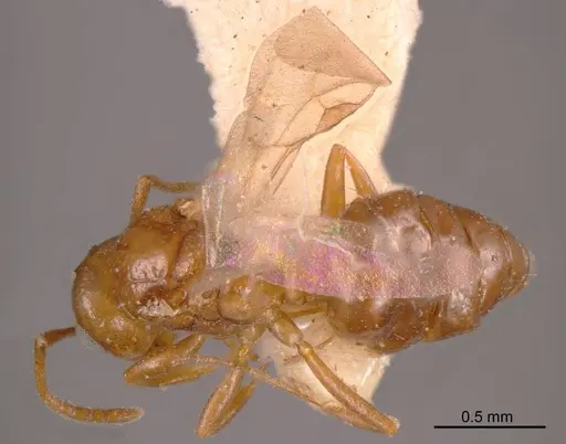 Stigmacros castanea specimen ANTWEB1008332 image antweb1008332_1
