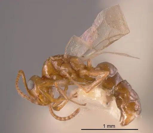 Stigmacros castanea specimen ANTWEB1008332 image antweb1008332_2