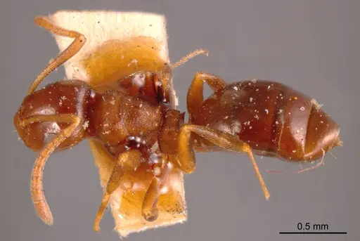 Stigmacros clivispina specimen ANTWEB1008325 image antweb1008325_1