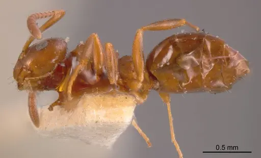 Stigmacros clivispina specimen ANTWEB1008325 image antweb1008325_2