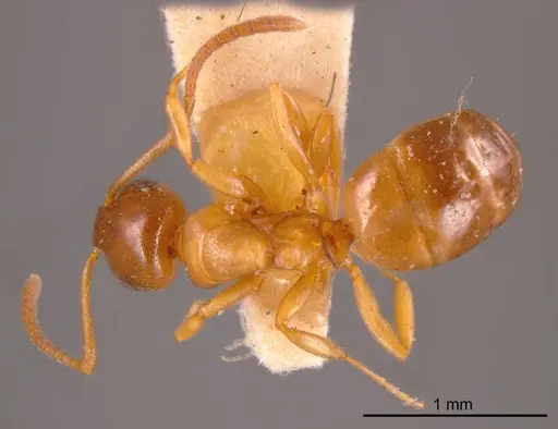 Stigmacros clivispina specimen ANTWEB1008331 image antweb1008331_1