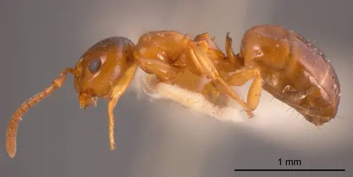 Stigmacros clivispina specimen ANTWEB1008331 image antweb1008331_2