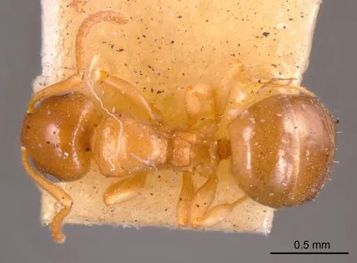 Stigmacros clivispina specimen ANTWEB1008333 image antweb1008333_1