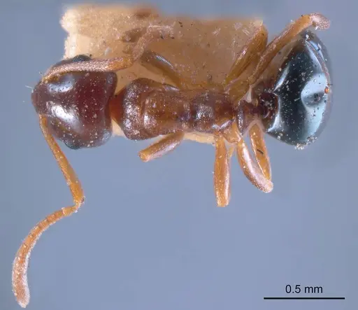 Stigmacros clivispina specimen ANTWEB1008335 image antweb1008335_1