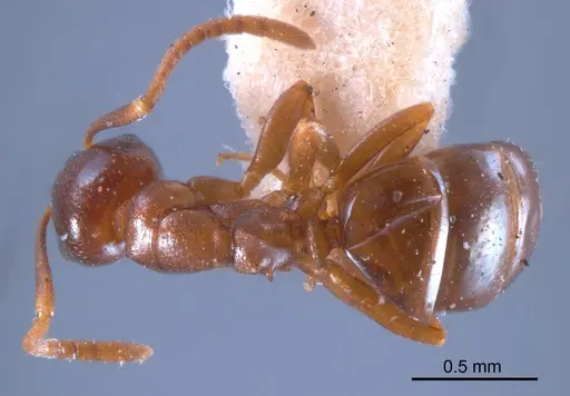 Stigmacros clivispina specimen ANTWEB1008339 image antweb1008339_1