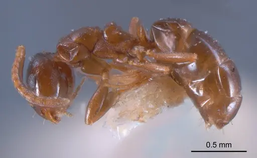 Stigmacros clivispina specimen ANTWEB1008339 image antweb1008339_2