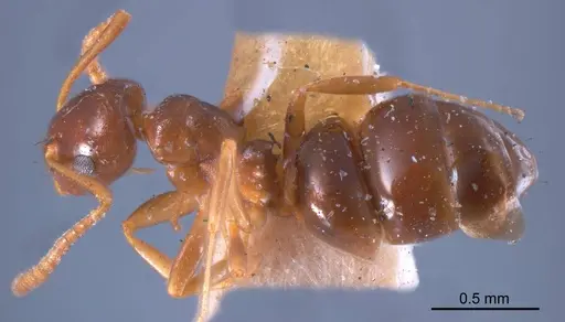 Stigmacros clivispina specimen ANTWEB1008353 image antweb1008353_1