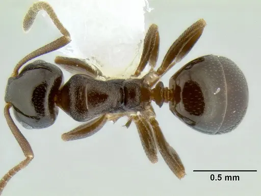 Stigmacros clivispina specimen CASENT0106256 image casent0106256_1