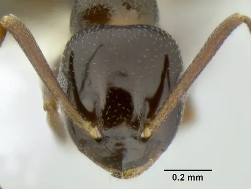 Stigmacros clivispina specimen CASENT0106256 image casent0106256_2