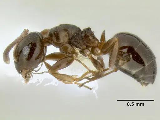Stigmacros clivispina specimen CASENT0106256 image casent0106256_3