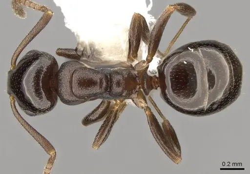 Stigmacros clivispina specimen CASENT0281497 image casent0281497_1
