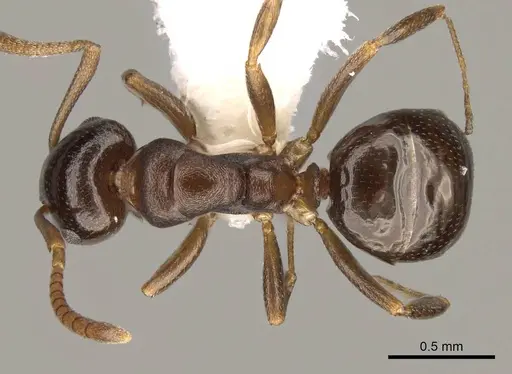 Stigmacros clivispina specimen CASENT0281498 image casent0281498_1