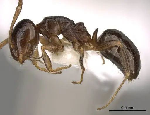 Stigmacros clivispina specimen CASENT0281498 image casent0281498_3