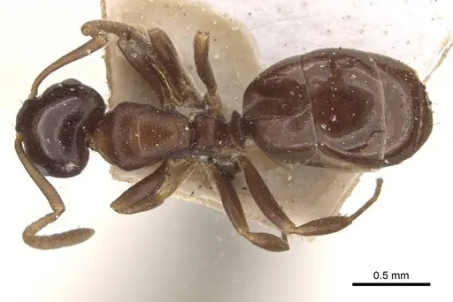 Stigmacros clivispina specimen CASENT0909935 image casent0909935_1