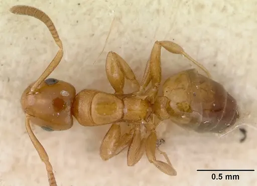 Stigmacros debilis specimen CASENT0172176 image casent0172176_1