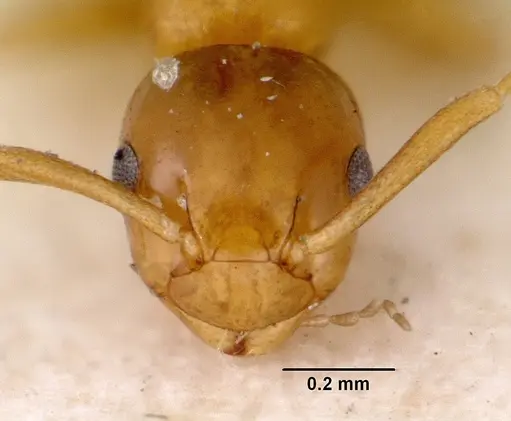 Stigmacros debilis specimen CASENT0172176 image casent0172176_2
