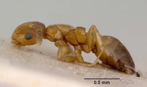 Stigmacros debilis specimen CASENT0172176 image casent0172176_3