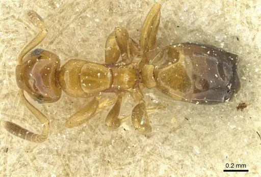 Stigmacros debilis specimen CASENT0912435 image casent0912435_1