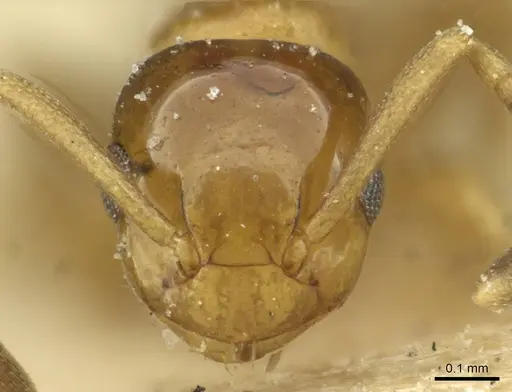Stigmacros debilis specimen CASENT0912435 image casent0912435_2