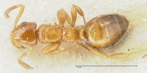 Stigmacros debilis specimen FOCOL2230 image focol2230_1