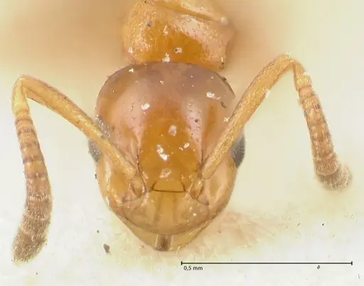 Stigmacros debilis specimen FOCOL2230 image focol2230_2