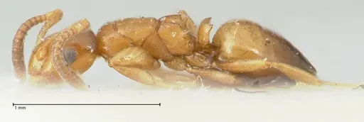 Stigmacros debilis specimen FOCOL2230 image focol2230_3