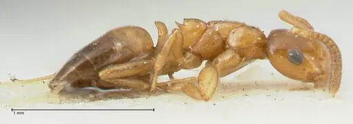 Stigmacros debilis specimen FOCOL2230 image focol2230_4
