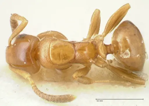 Stigmacros debilis specimen FOCOL2231 image focol2231_1