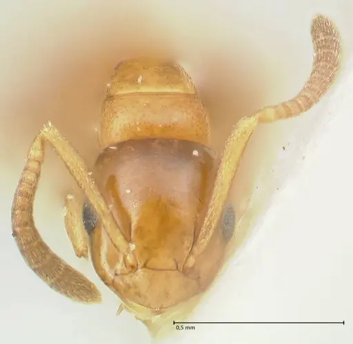 Stigmacros debilis specimen FOCOL2231 image focol2231_2