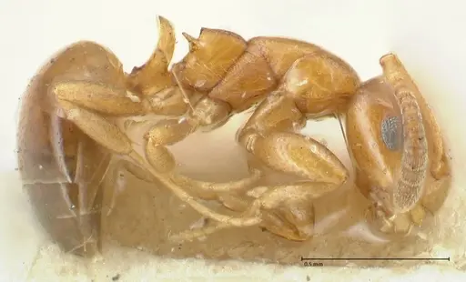 Stigmacros debilis specimen FOCOL2231 image focol2231_3