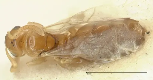 Stigmacros debilis specimen FOCOL2232 image focol2232_1