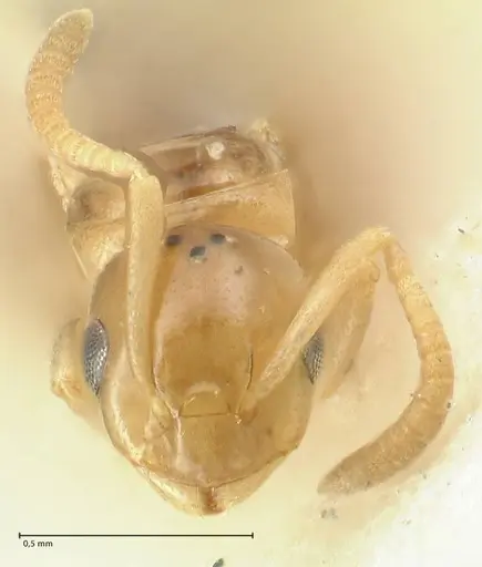 Stigmacros debilis specimen FOCOL2232 image focol2232_2