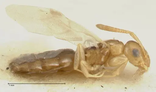 Stigmacros debilis specimen FOCOL2232 image focol2232_3