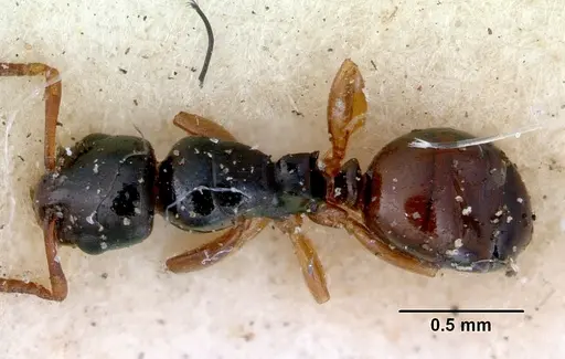 Stigmacros elegans specimen CASENT0172181 image casent0172181_1