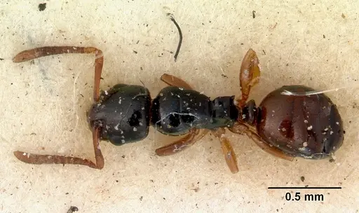 Stigmacros elegans specimen CASENT0172181 image casent0172181_2
