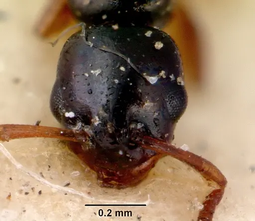 Stigmacros elegans specimen CASENT0172181 image casent0172181_3