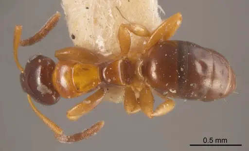 Stigmacros epinotalis specimen ANTWEB1008334 image antweb1008334_1