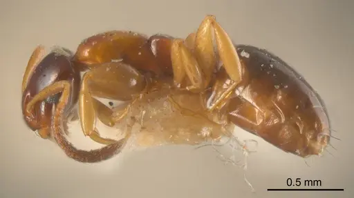 Stigmacros epinotalis specimen ANTWEB1008334 image antweb1008334_2