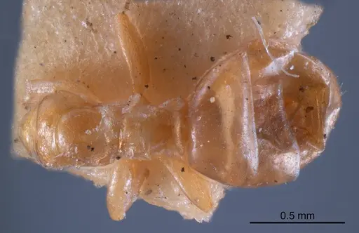 Stigmacros flava specimen ANTWEB1008337 image antweb1008337_1