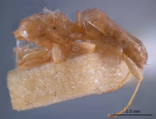 Stigmacros flava specimen ANTWEB1008337 image antweb1008337_2