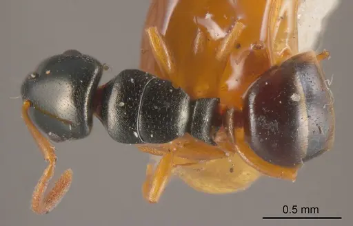 Stigmacros flavinodis specimen ANTWEB1008338 image antweb1008338_1